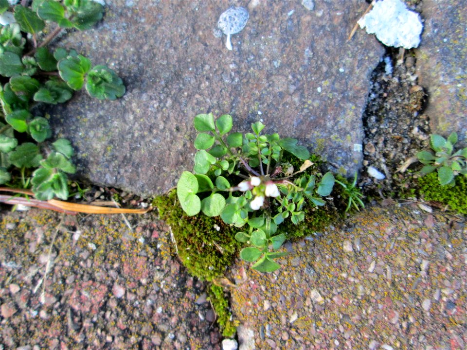 Ritzen-Botanik: Behaartes Schaumkraut (Cardamine hirsuta) in Hockenheim