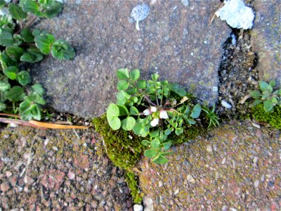 Ritzen-Botanik: Behaartes Schaumkraut (Cardamine hirsuta) in Hockenheim