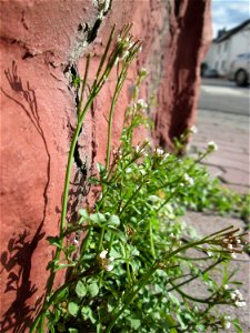 Ritzen-Botanik: Behaartes Schaumkraut (Cardamine hirsuta) in Hockenheim