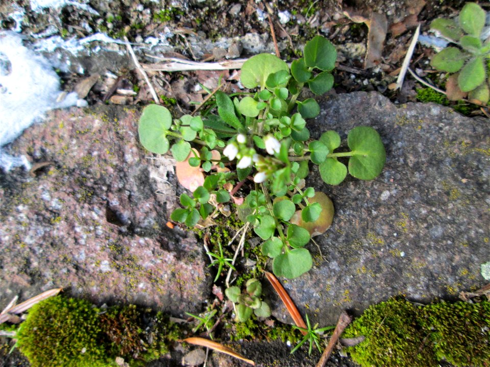 Ritzen-Botanik: Behaartes Schaumkraut (Cardamine hirsuta) in Hockenheim