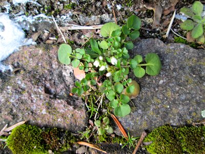Ritzen-Botanik: Behaartes Schaumkraut (Cardamine hirsuta) in Hockenheim