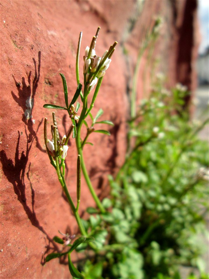 Ritzen-Botanik: Behaartes Schaumkraut (Cardamine hirsuta) in Hockenheim