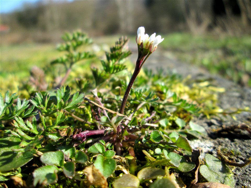 Behaartes Schaumkraut (Cardamine hirsuta) am Tierfriedhof in Alt-Saarbrücken