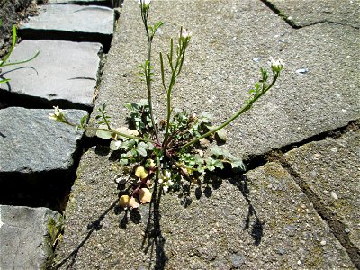 Ritzenbotanik: Behaartes Schaumkraut (Cardamine hirsuta) in Saarbrücken