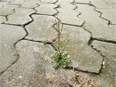 Ritzenbotanik: Behaartes Schaumkraut (Cardamine hirsuta) in Hockenheim