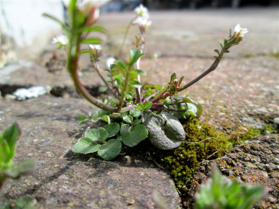 Ritzenbotanik: Behaartes Schaumkraut (Cardamine hirsuta) in Hockenheim