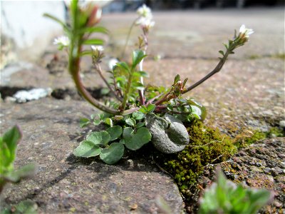 Ritzenbotanik: Behaartes Schaumkraut (Cardamine hirsuta) in Hockenheim