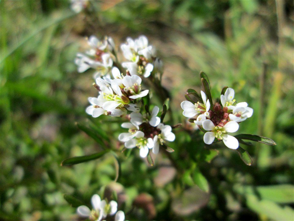 Behaartes Schaumkraut (Cardamine hirsuta) am Kraichbach im Hockenheimer Rheinbogen