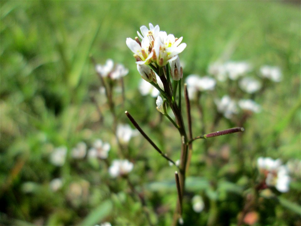 Behaartes Schaumkraut (Cardamine hirsuta) am Kraichbach im Hockenheimer Rheinbogen