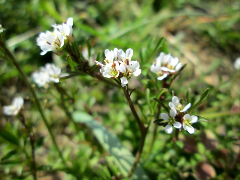 Behaartes Schaumkraut (Cardamine hirsuta) am Kraichbach im Hockenheimer Rheinbogen