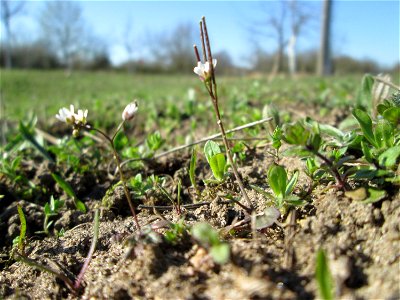 Behaartes Schaumkraut (Cardamine hirsuta) auf einer Streuobstwiese in Hockenheim
