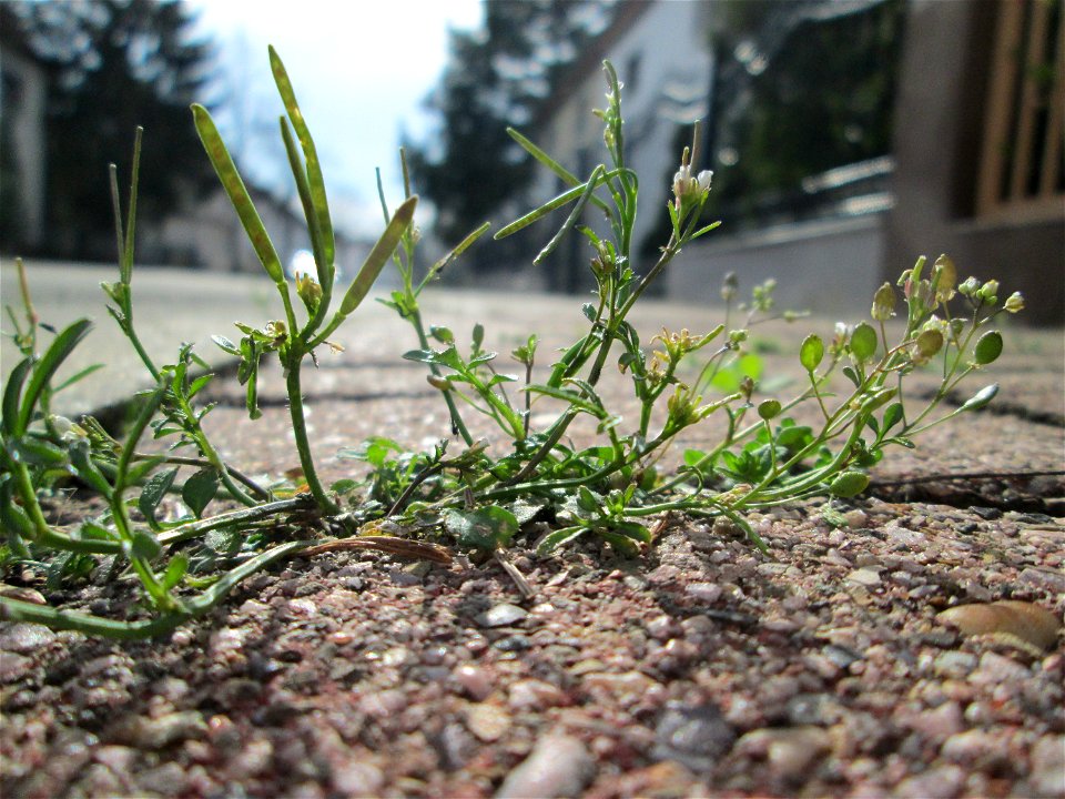 Ritzenbotanik: Behaartes Schaumkraut (Cardamine hirsuta) auf einem Bürgersteig in Hockenheim - daneben noch ein anderer Kreuzblüter