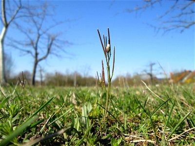 Behaartes Schaumkraut (Cardamine hirsuta) auf einer Streuobstwiese in Hockenheim