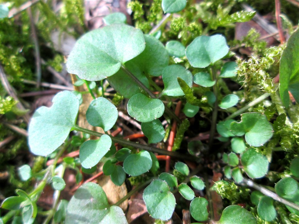 Grundblätter vom Behaarten Schaumkraut (Cardamine hirsuta) in der Schwetzinger Hardt