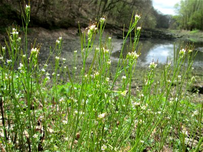 Behaartes Schaumkraut (Cardamine hirsuta) im oberen Deutschmühlental im Landschaftsschutzgebiet „Drahtzugweiher und das Habsterwiesental“ in Alt-Saarbrücken