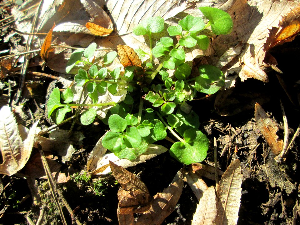 Grundblätter vom Behaarten Schaumkraut (Cardamine hirsuta) in der Schwetzinger Hardt