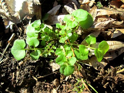 Grundblätter vom Behaarten Schaumkraut (Cardamine hirsuta) in der Schwetzinger Hardt
