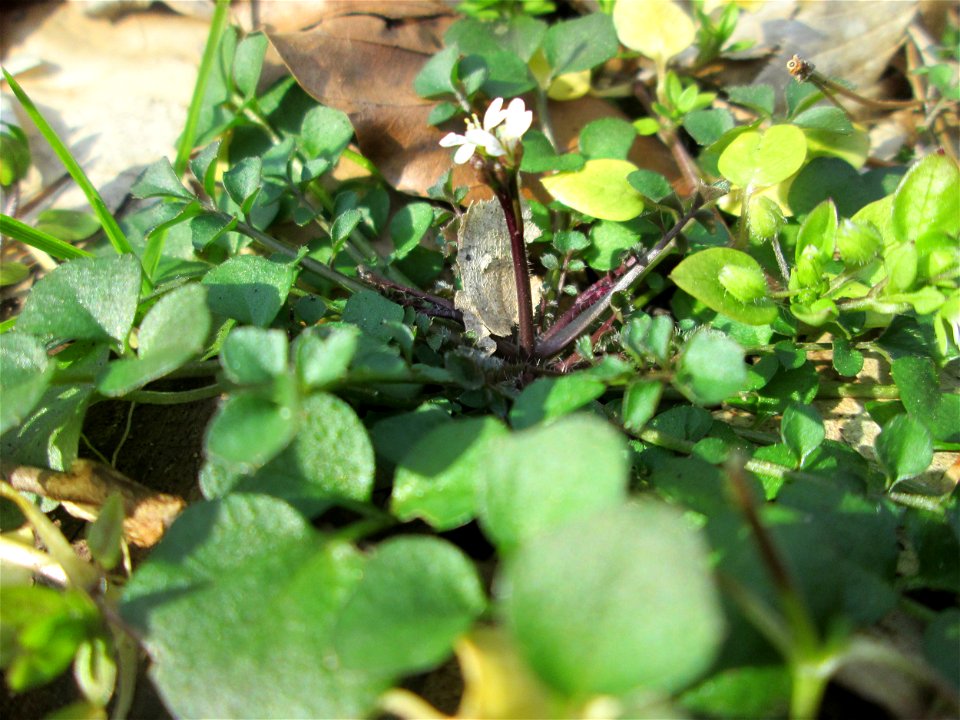 Behaartes Schaumkraut (Cardamine hirsuta) in der Schwetzinger Hardt
