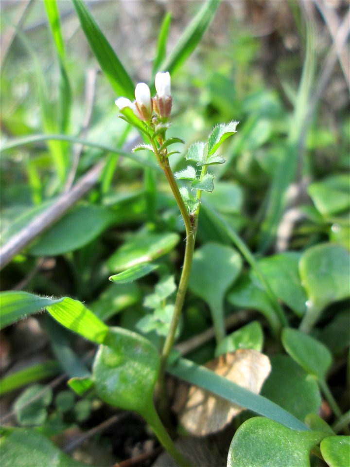 Behaartes Schaumkraut (Cardamine hirsuta) an der Böschung der A61 bei Hockenheim