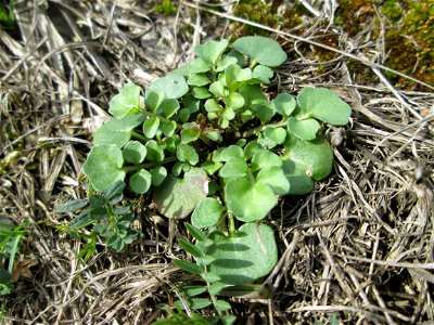 Grundblätter vom Behaarten Schaumkraut (Cardamine hirsuta) am Golfplatz im Naturschutzgebiet „Oftersheimer Dünen“