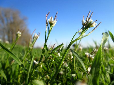 Behaartes Schaumkraut (Cardamine hirsuta) am Kraichbach im Hockenheimer Rheinbogen
