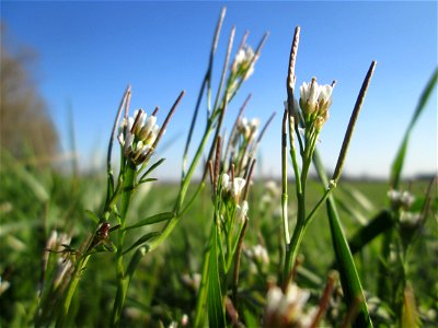 Behaartes Schaumkraut (Cardamine hirsuta) am Kraichbach im Hockenheimer Rheinbogen