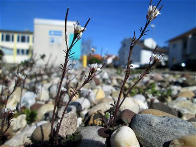 Behaartes Schaumkraut (Cardamine hirsuta) im Kiesbett eines Parkplatztes in Schwetzingen