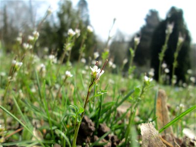 Behaartes Schaumkraut (Cardamine hirsuta) am Friedhof St. Johann in Saarbrücken