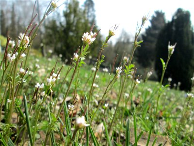 Behaartes Schaumkraut (Cardamine hirsuta) am Friedhof St. Johann in Saarbrücken