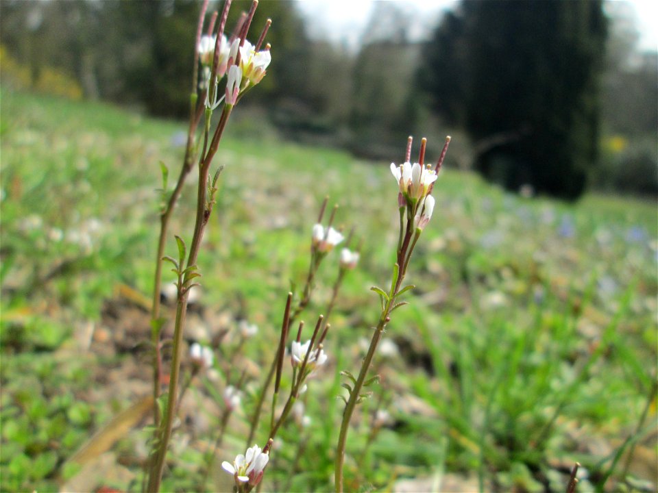 Behaartes Schaumkraut (Cardamine hirsuta) am Friedhof St. Johann in Saarbrücken