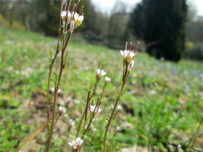 Behaartes Schaumkraut (Cardamine hirsuta) am Friedhof St. Johann in Saarbrücken