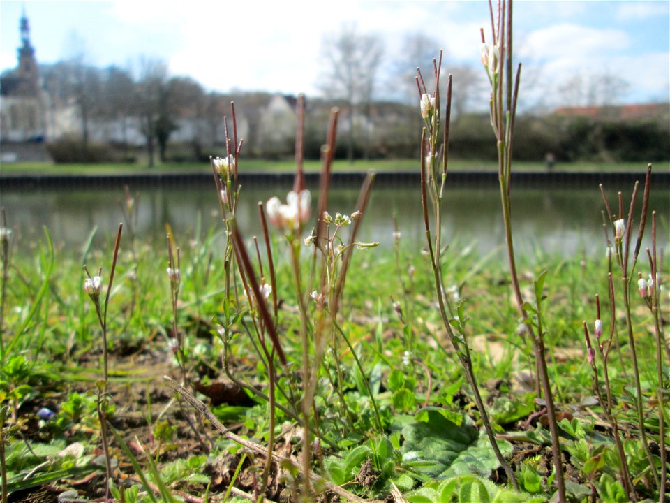 Behaartes Schaumkraut (Cardamine hirsuta) an der Saar in Saarbrücken