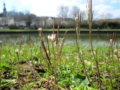 Behaartes Schaumkraut (Cardamine hirsuta) an der Saar in Saarbrücken