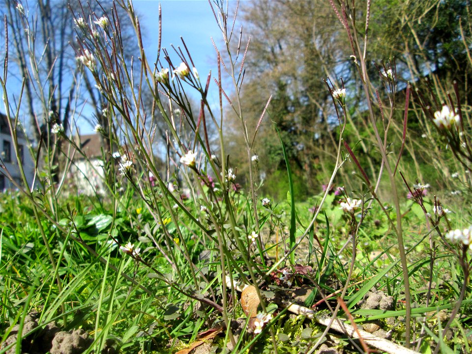 Behaartes Schaumkraut (Cardamine hirsuta) in der ehem. Bismarckanlage in Sankt Arnual