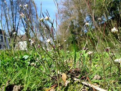 Behaartes Schaumkraut (Cardamine hirsuta) in der ehem. Bismarckanlage in Sankt Arnual