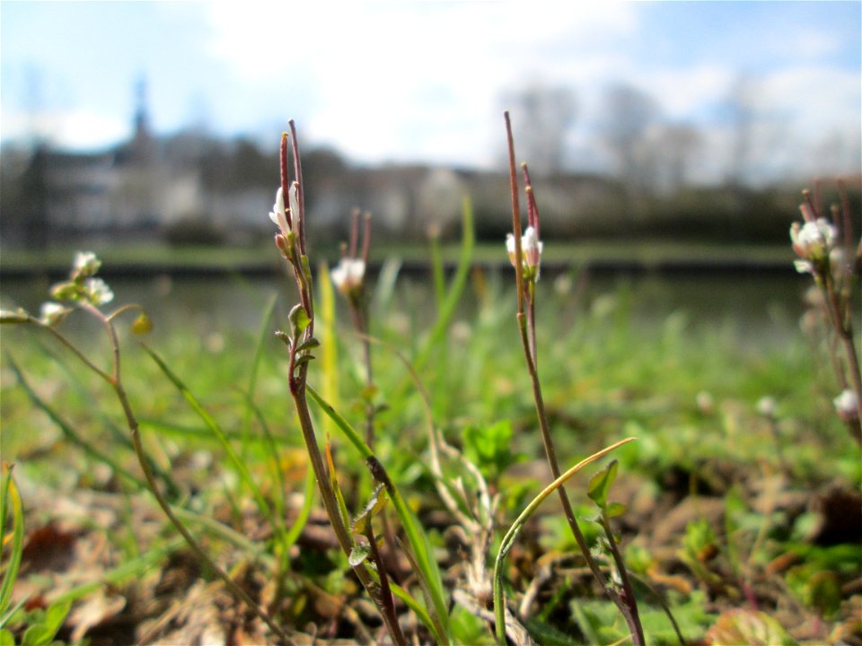 Behaartes Schaumkraut (Cardamine hirsuta) an der Saar in Saarbrücken