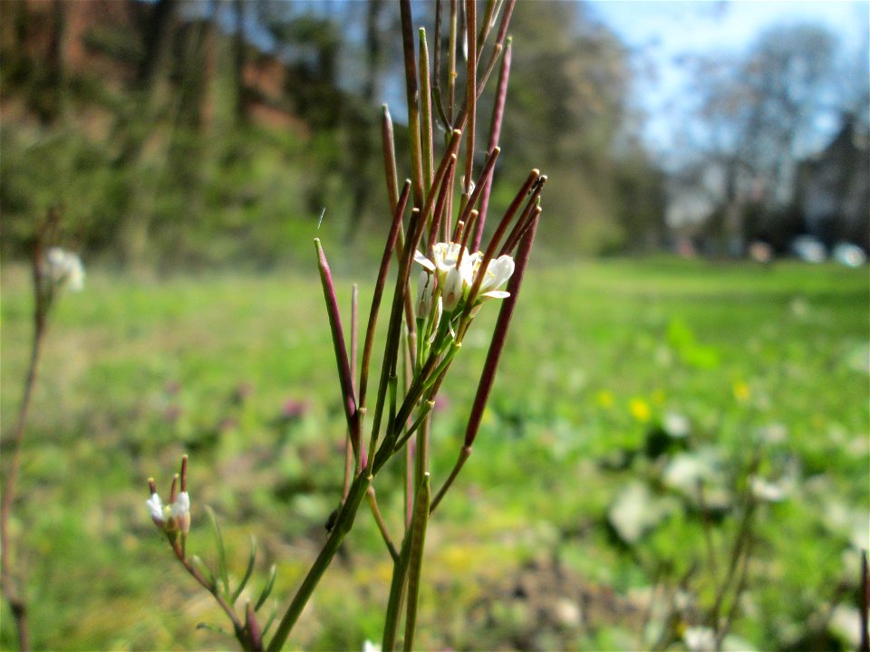 Behaartes Schaumkraut (Cardamine hirsuta) in der ehem. Bismarckanlage in Sankt Arnual
