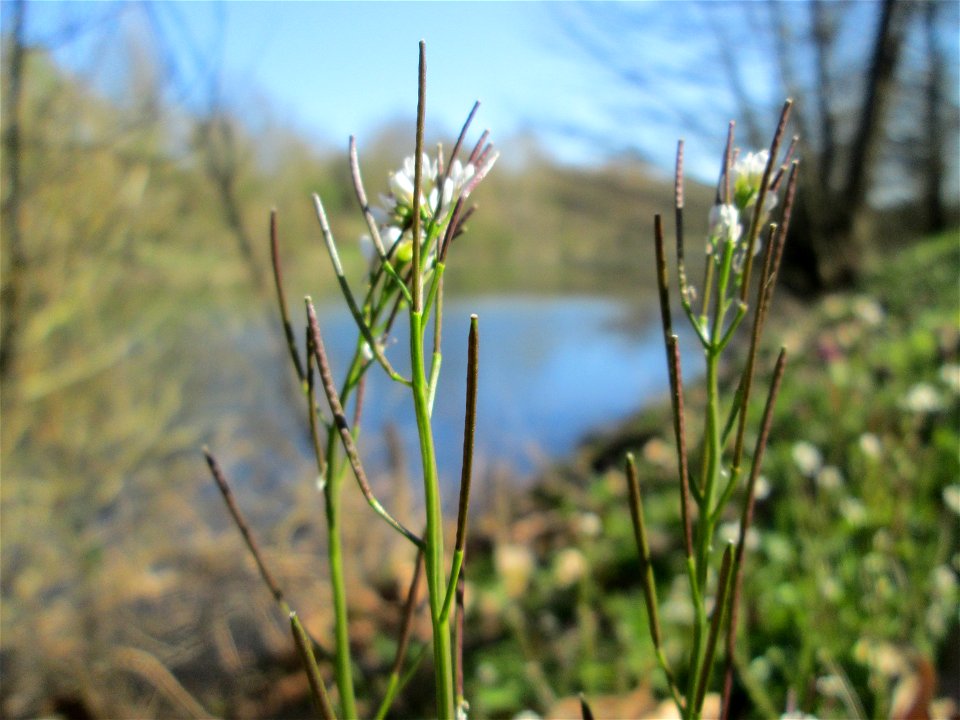 Behaartes Schaumkraut (Cardamine hirsuta) an der Saar in Sankt Arnual