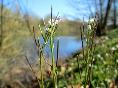 Behaartes Schaumkraut (Cardamine hirsuta) an der Saar in Sankt Arnual