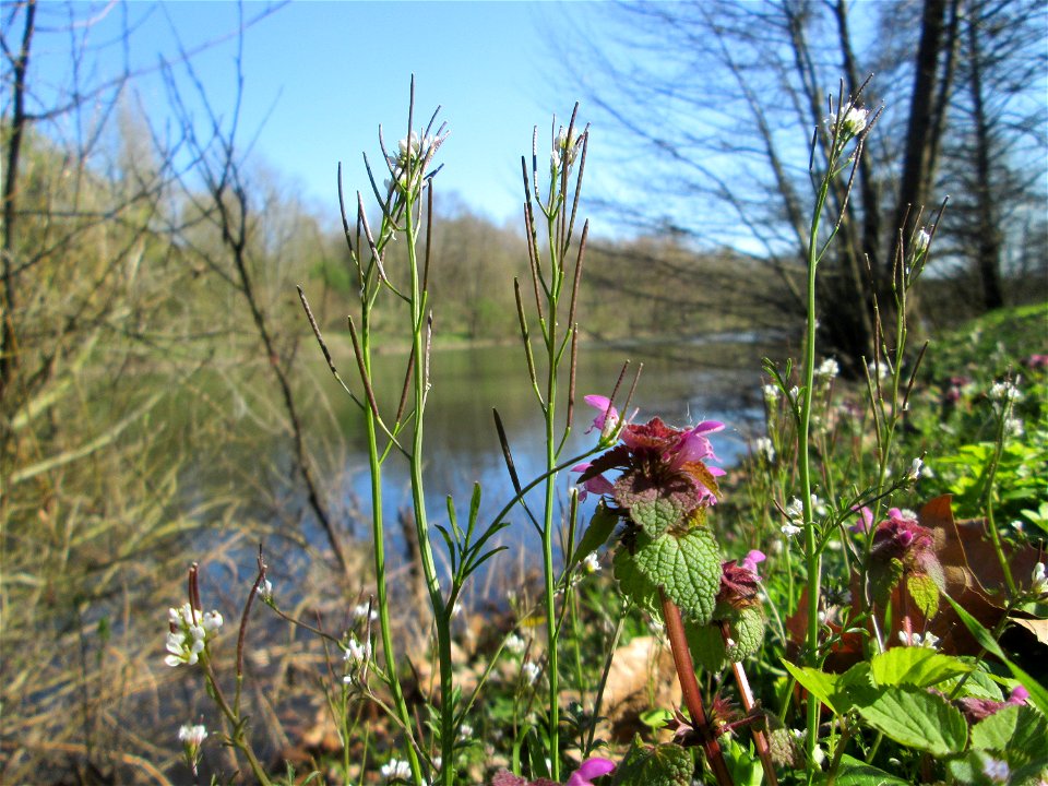 Behaartes Schaumkraut (Cardamine hirsuta) an der Saar in Sankt Arnual
