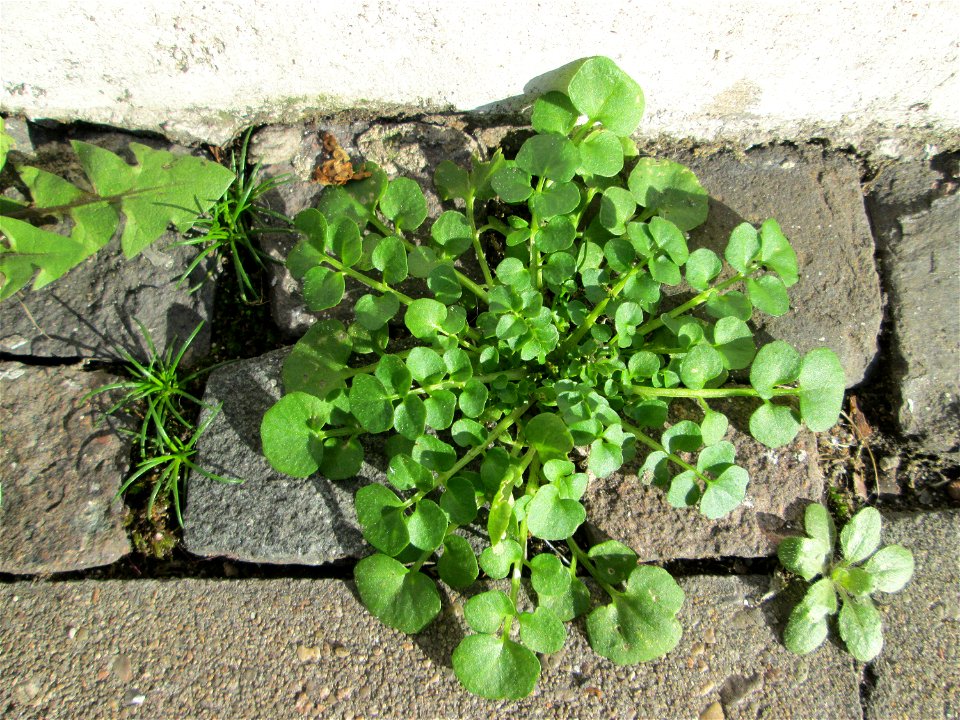 Grundblätter vom Behaarten Schaumkraut (Cardamine hirsuta) in Saarbrücken