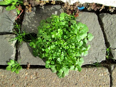 Grundblätter vom Behaarten Schaumkraut (Cardamine hirsuta) in Saarbrücken