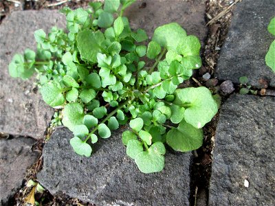 Grundblätter vom Behaarten Schaumkraut (Cardamine hirsuta) in Saarbrücken