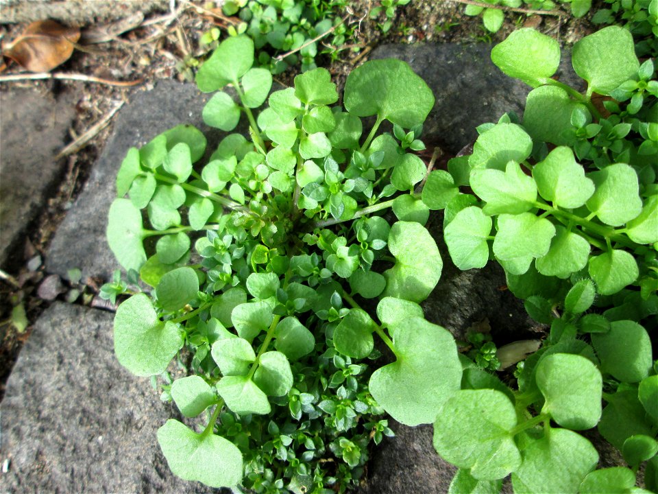 Grundblätter vom Behaarten Schaumkraut (Cardamine hirsuta) in Saarbrücken