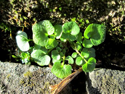 Grundblätter vom Behaarten Schaumkraut (Cardamine hirsuta) in Brebach