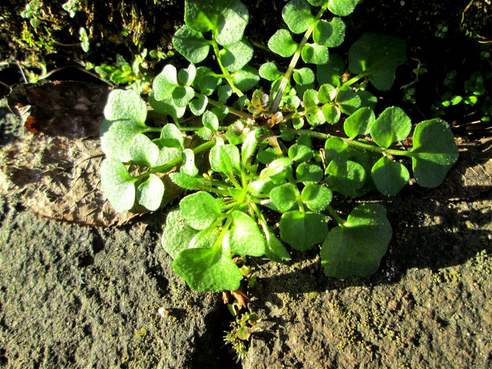 Grundblätter vom Behaarten Schaumkraut (Cardamine hirsuta) in Brebach