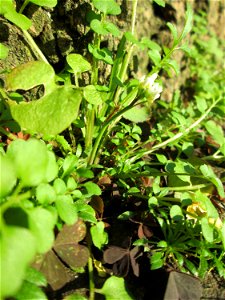 Behaartes Schaumkraut (Cardamine hirsuta) in Brebach