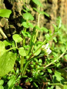Behaartes Schaumkraut (Cardamine hirsuta) in Brebach