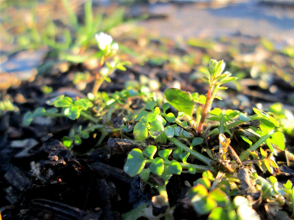 Behaartes Schaumkraut (Cardamine hirsuta) am Straßenrand in Brebach