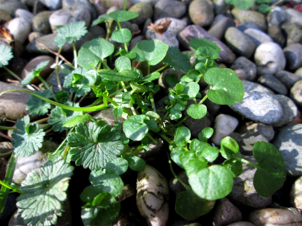 Grundblätter vom Behaarten Schaumkraut (Cardamine hirsuta) in Brebach